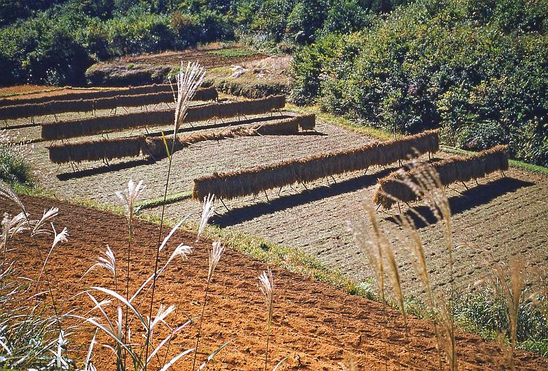 1952-3 Japan 124 Rice Drying Before Threshing.jpg